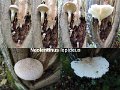 Neolentinus lepideus-amf1145
